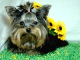 teacup yorkie